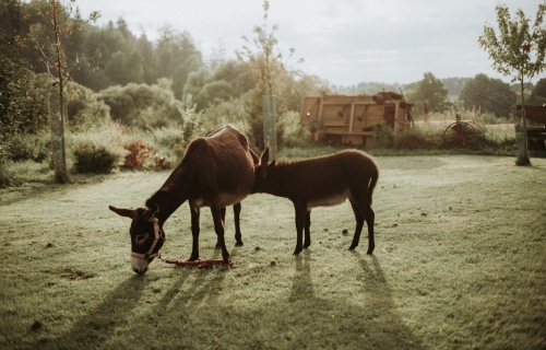 Hospodářský dvůr Bohuslavice