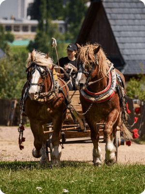 Vysočina, kde příroda a historie společně tvoří zážitky