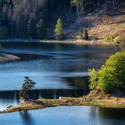 Forest Resort
